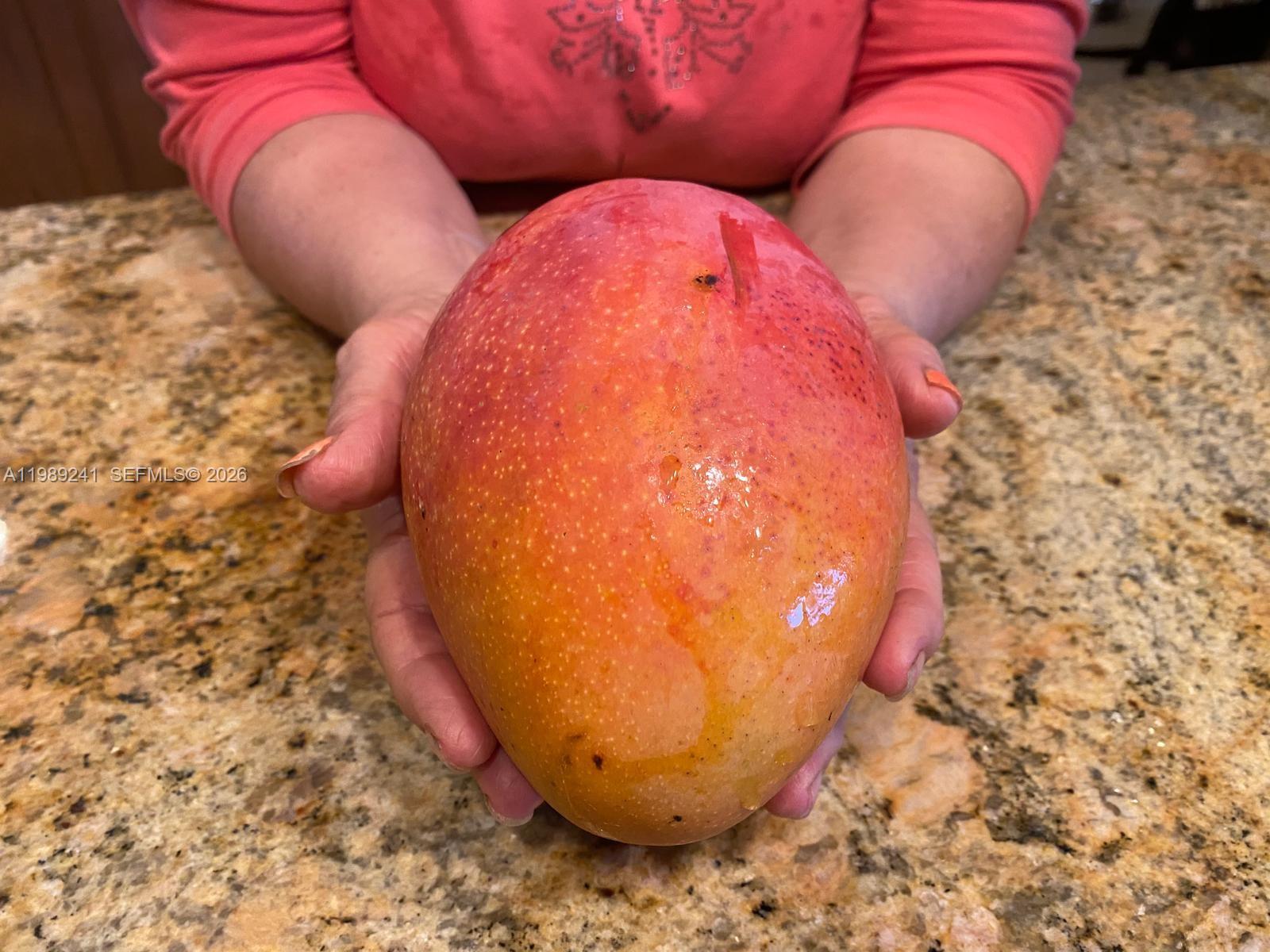 20401 Southwest 184th Street Miami, FL 33187 - Photo 12 of 14 Matured mango trees
