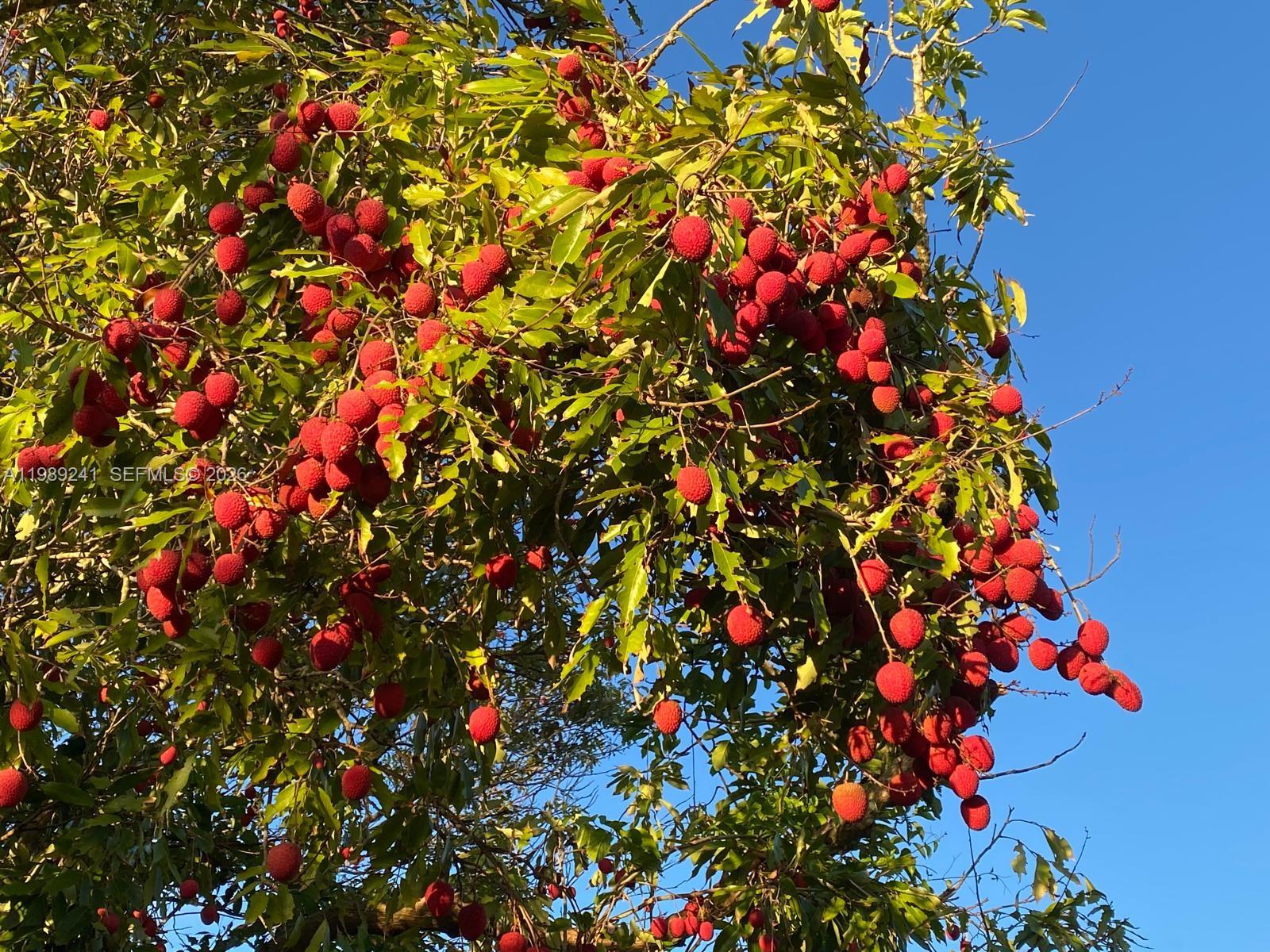 20401 Southwest 184th Street Miami, FL 33187 - Photo 13 of 14 Lychee