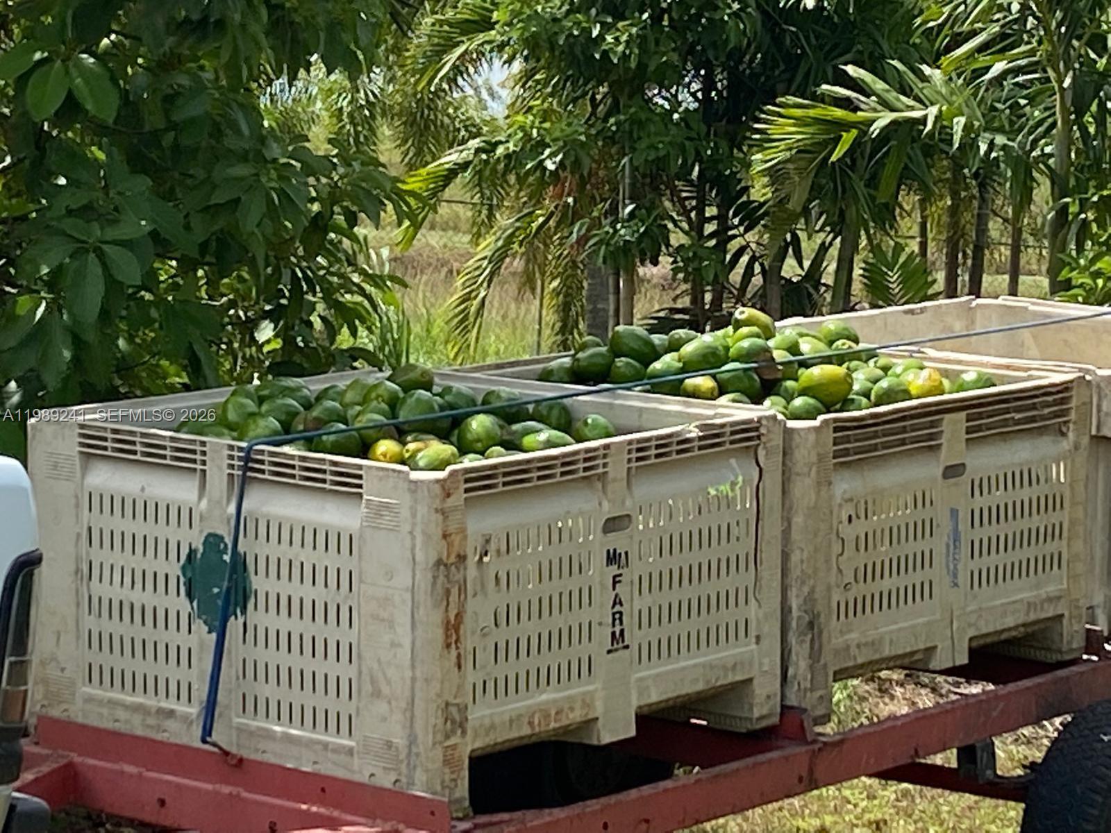 20401 Southwest 184th Street Miami, FL 33187 - Photo 10 of 14 Income producing avocado grove