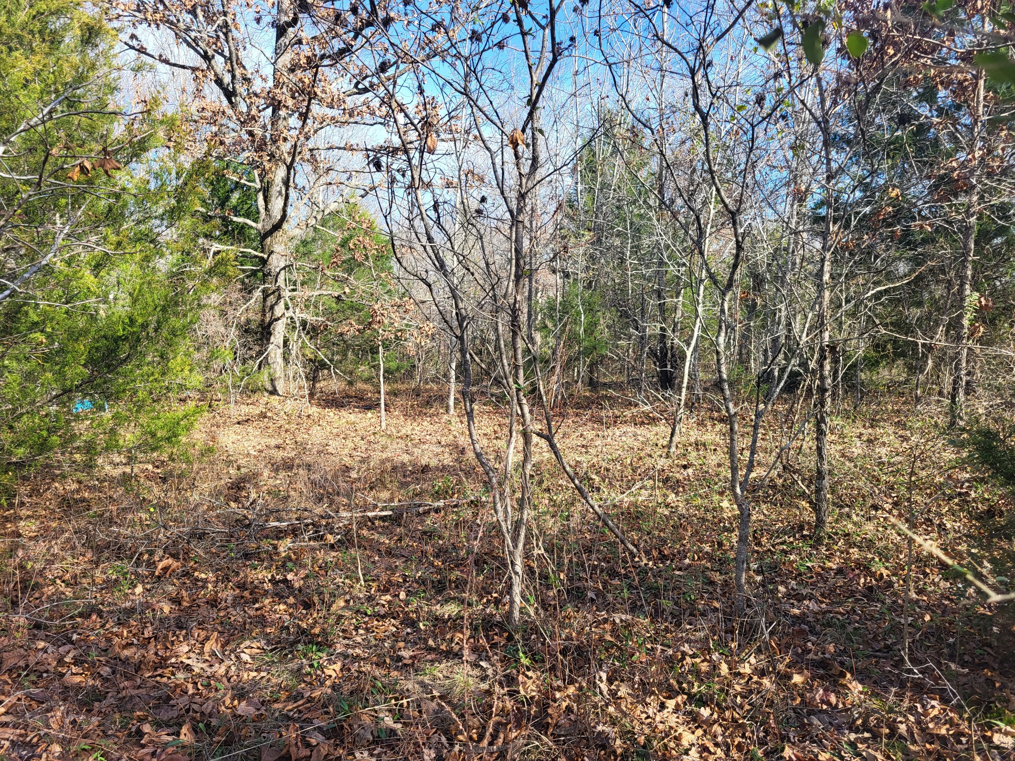 1 Cyclone Lane Waverly, TN 37185 - Photo 10 of 11 a view of yard