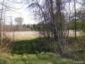5728 Stoddard Road Port Hope, MI 48468 - Photo 3 of 11 Lots of woods.jpg