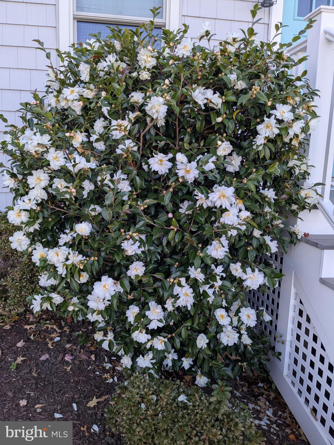 1663 Cliff Drive Edgewater, MD 21037 - Photo 41 of 53 Beautiful Camellia by the front door.