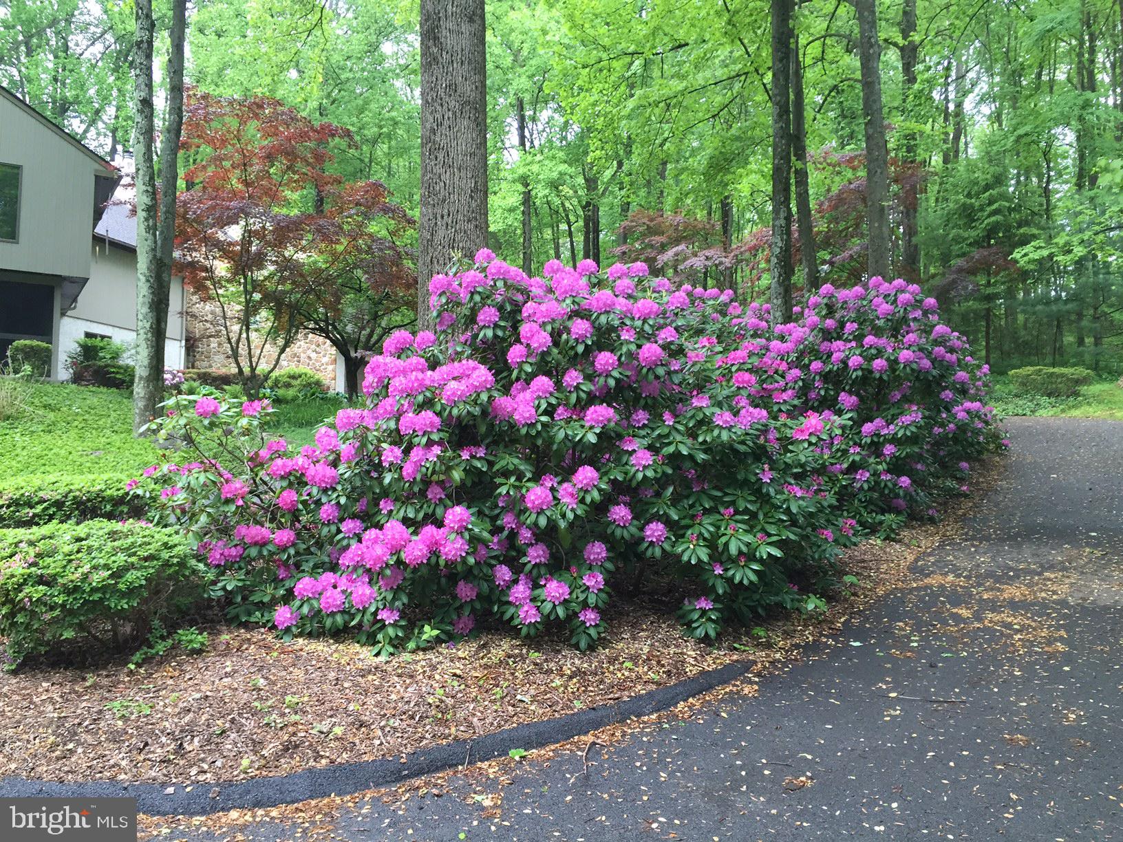 1625 Street Road Chester Springs, PA 19425 - Photo 45 of 46 Blooming Rhododendron
