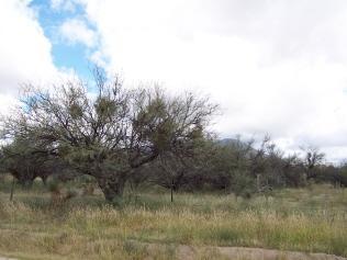 0 East Bell Road Benson, AZ 85602 - Photo 3 of 5