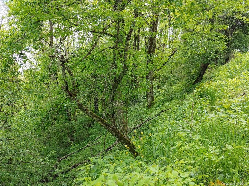 Lot 29 Ridge Top Circle Road, Unit LOT 29 Clyde, NC 28721 - Photo 2 of 22 a view of a lush green forest