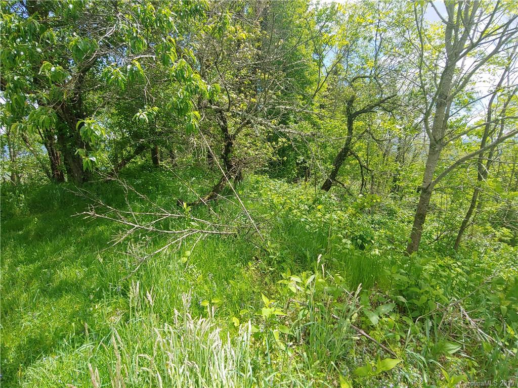 Lot 29 Ridge Top Circle Road, Unit LOT 29 Clyde, NC 28721 - Photo 11 of 22 a view of a lush green forest
