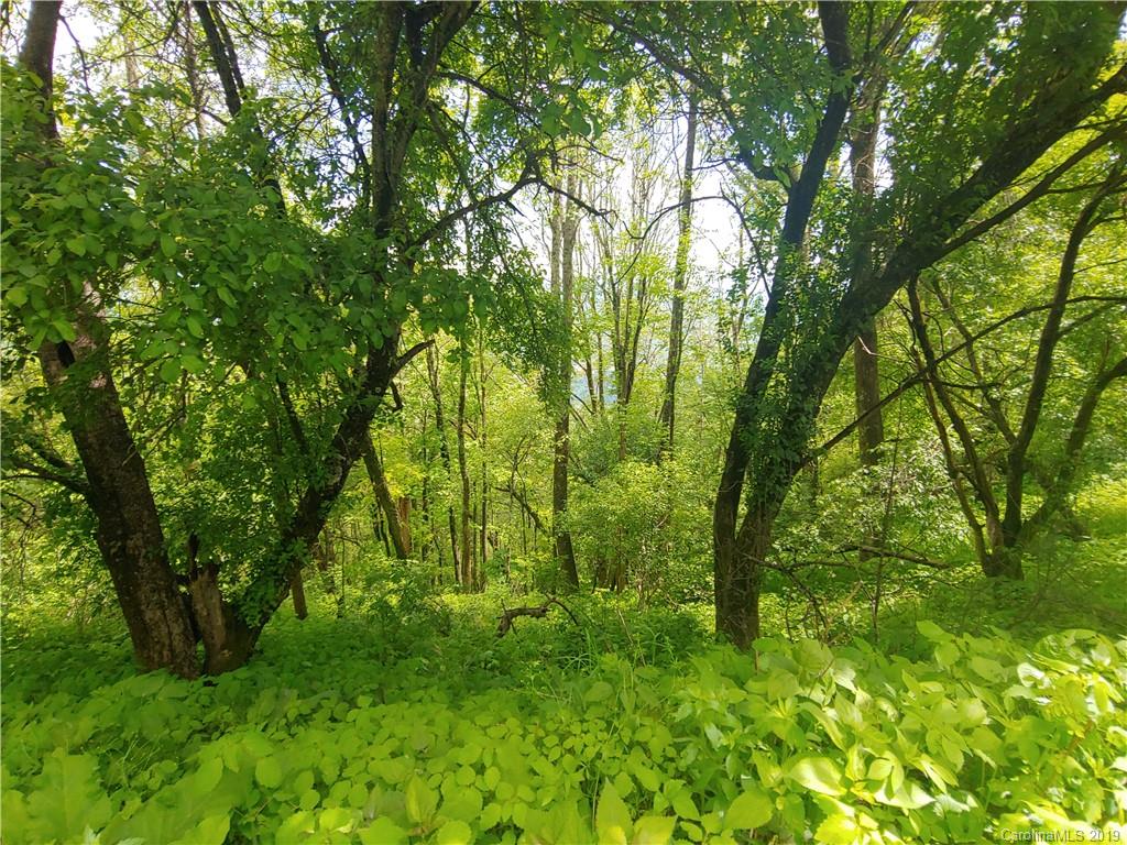 Lot 29 Ridge Top Circle Road, Unit LOT 29 Clyde, NC 28721 - Photo 13 of 22 a view of lush green forest