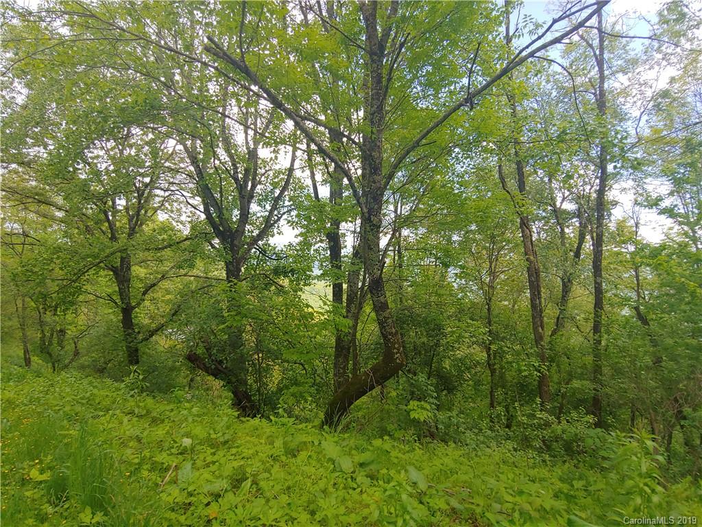 Lot 29 Ridge Top Circle Road, Unit LOT 29 Clyde, NC 28721 - Photo 14 of 22 a view of a lush green forest