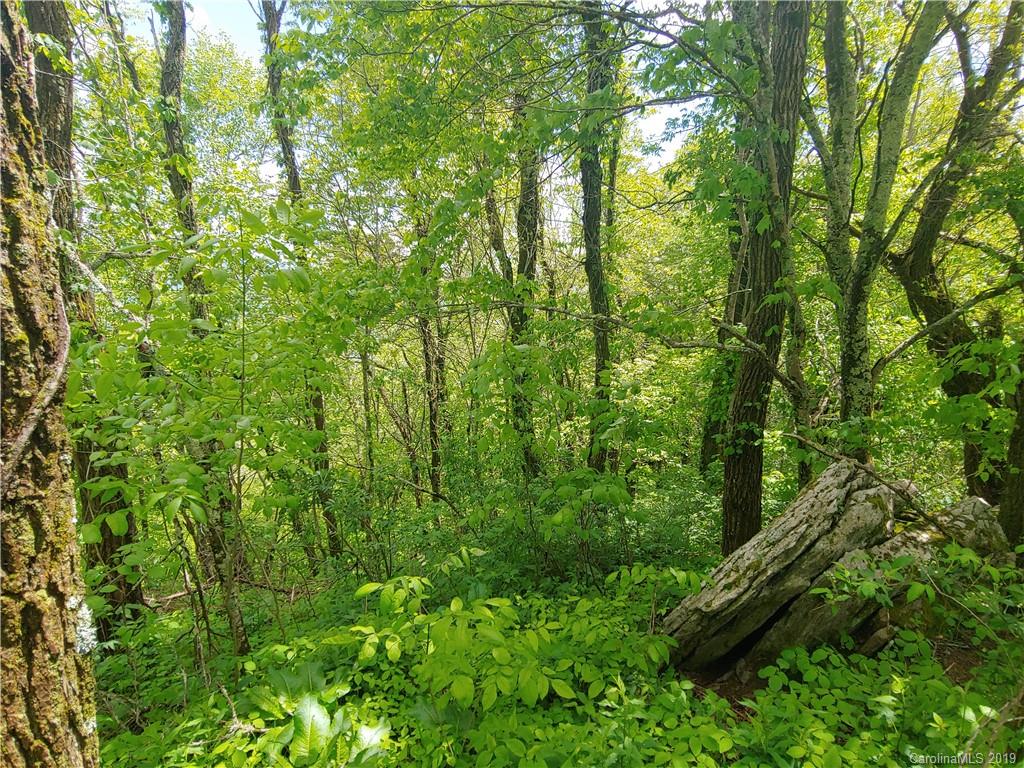 Lot 29 Ridge Top Circle Road, Unit LOT 29 Clyde, NC 28721 - Photo 3 of 22 a view of a lush green forest