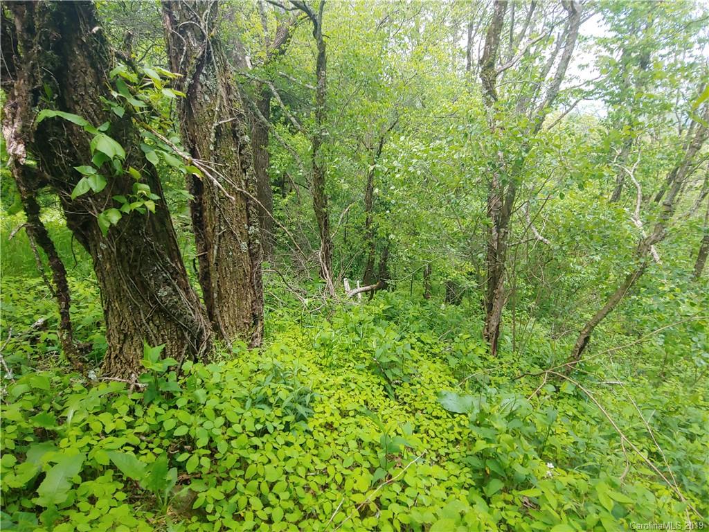 Lot 29 Ridge Top Circle Road, Unit LOT 29 Clyde, NC 28721 - Photo 7 of 22 a backyard of a house with lots of green space