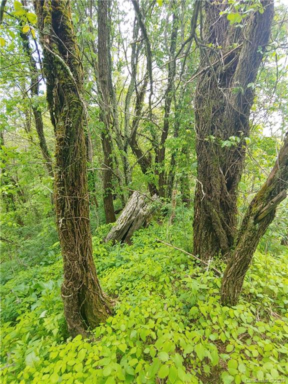 Lot 29 Ridge Top Circle Road, Unit LOT 29 Clyde, NC 28721 - Photo 8 of 22 a view of a garden