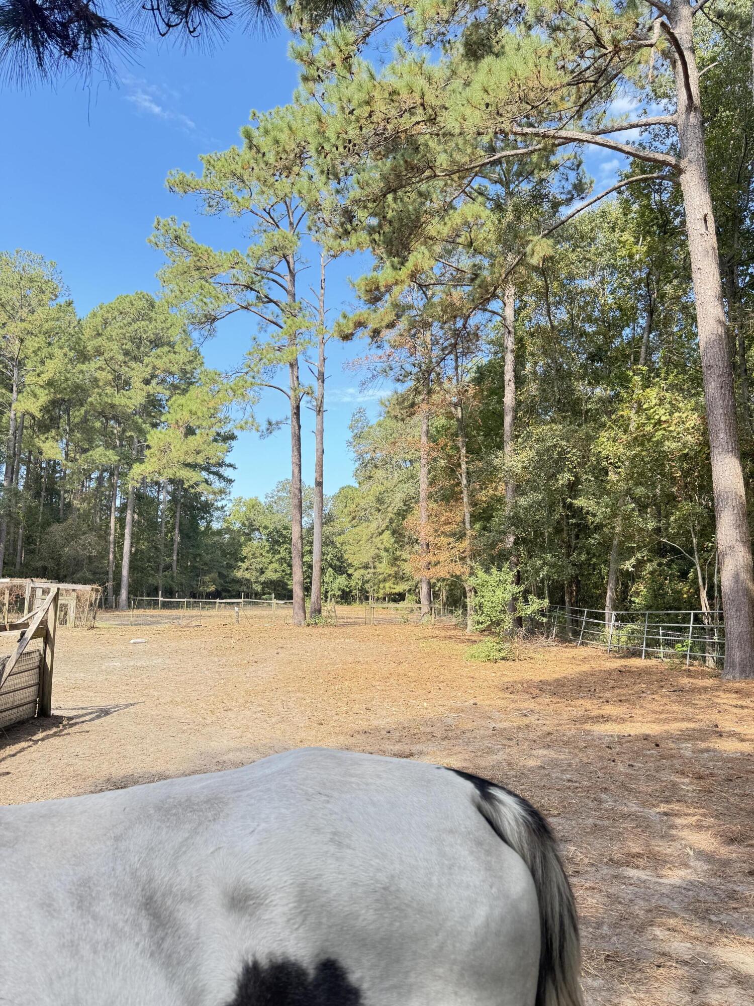 696 Bedon Road Walterboro, SC 29488 - Photo 6 of 14 Gallery Image 6