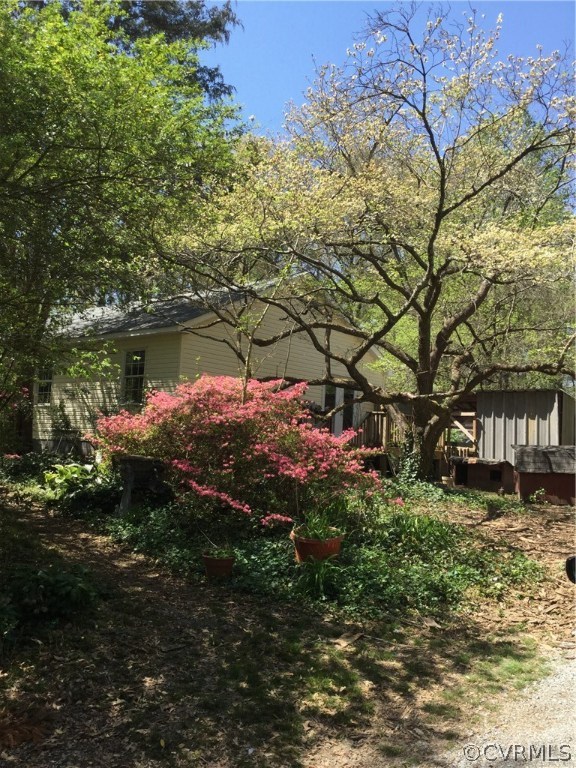 Massive dogwood tree and azaleas