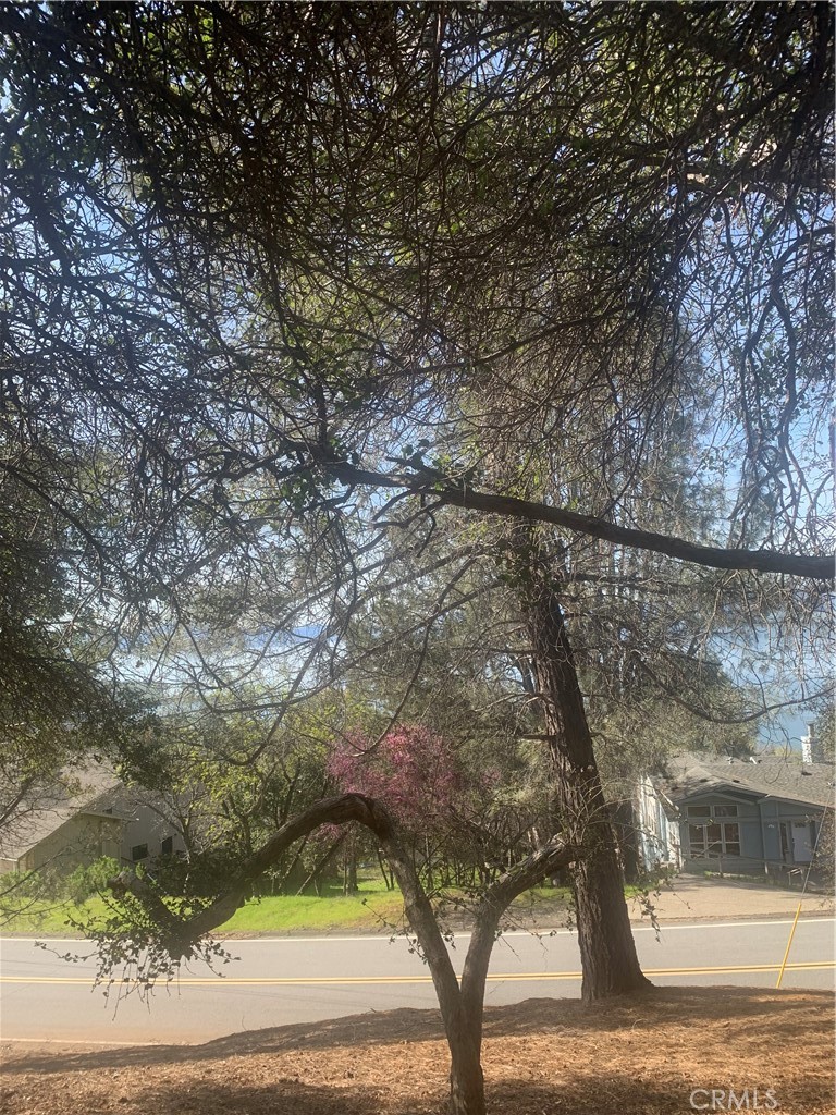 a view of tree in the background