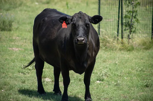 $795,000 | 110 Live Oak Lane, Kerrville, TX 78028