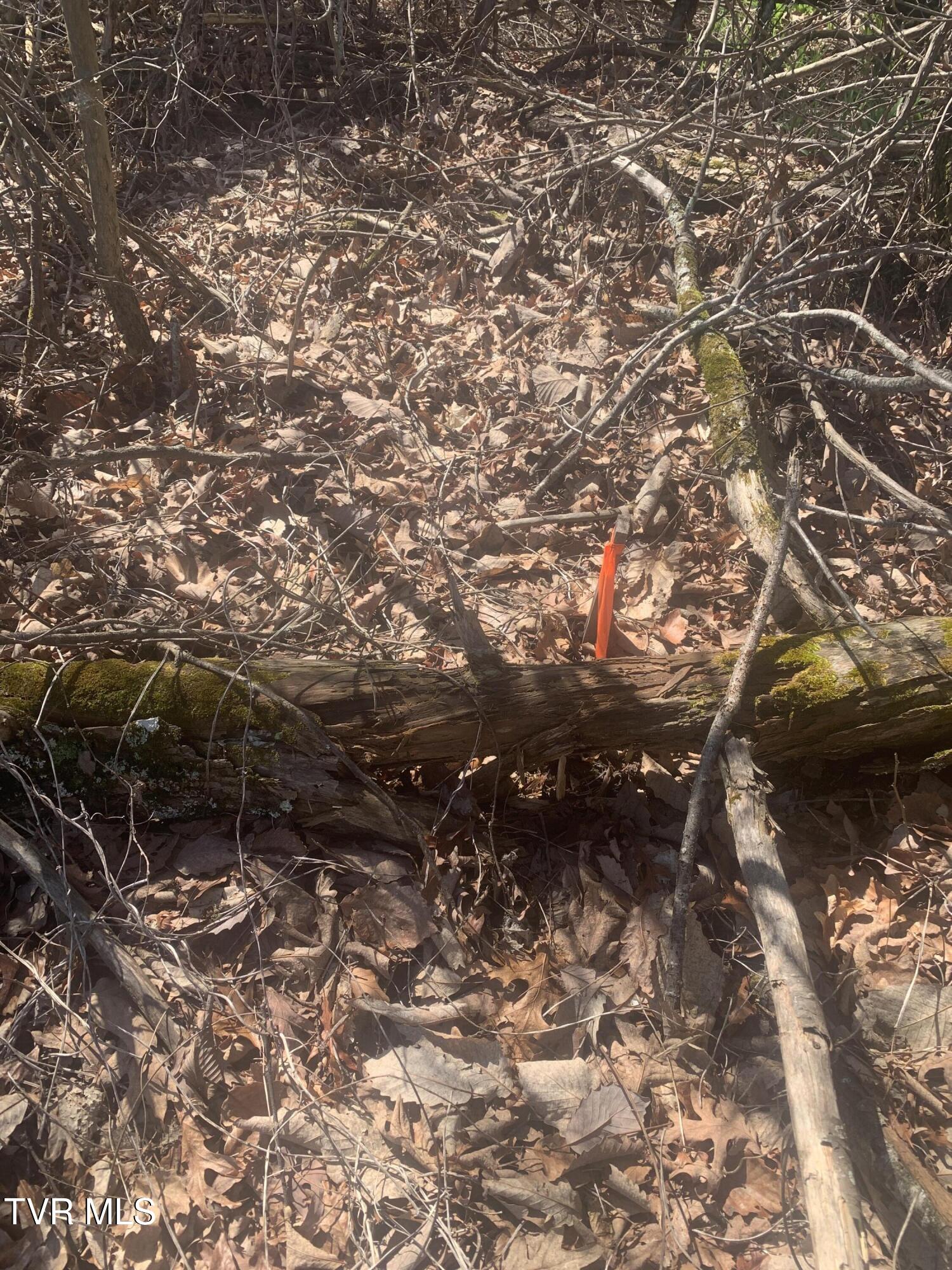 Tbd Jr Gray Road Greeneville, TN 37743 - Photo 7 of 9 IMG_3418