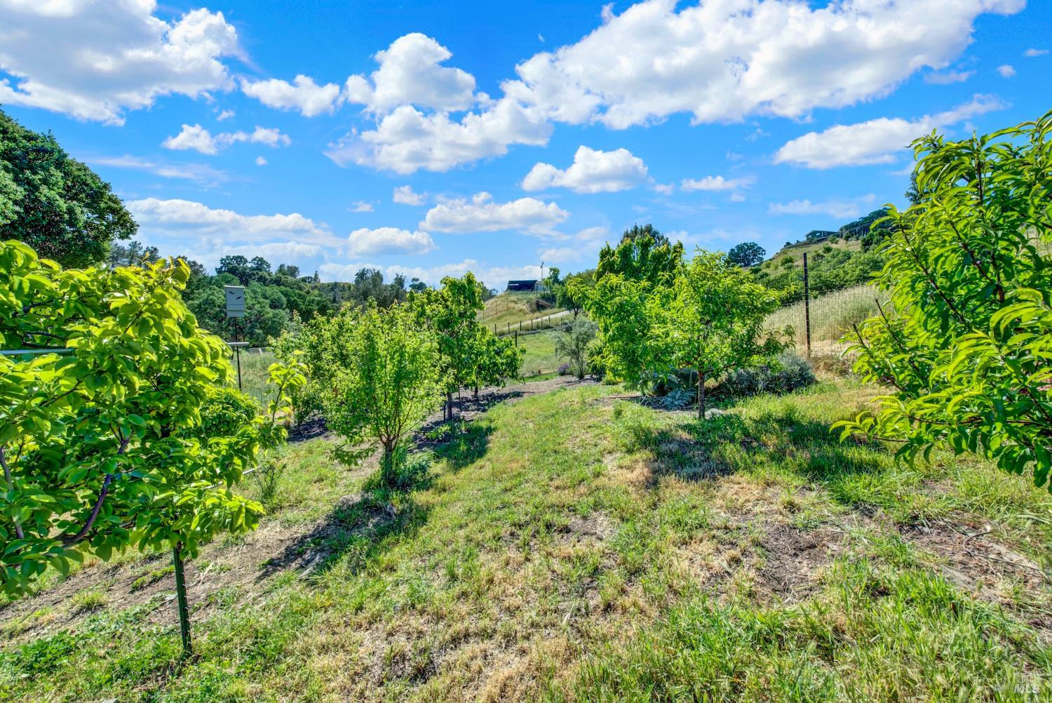 3922 Putah Ridge Trail Winters, CA 95694 - Photo 65 of 75