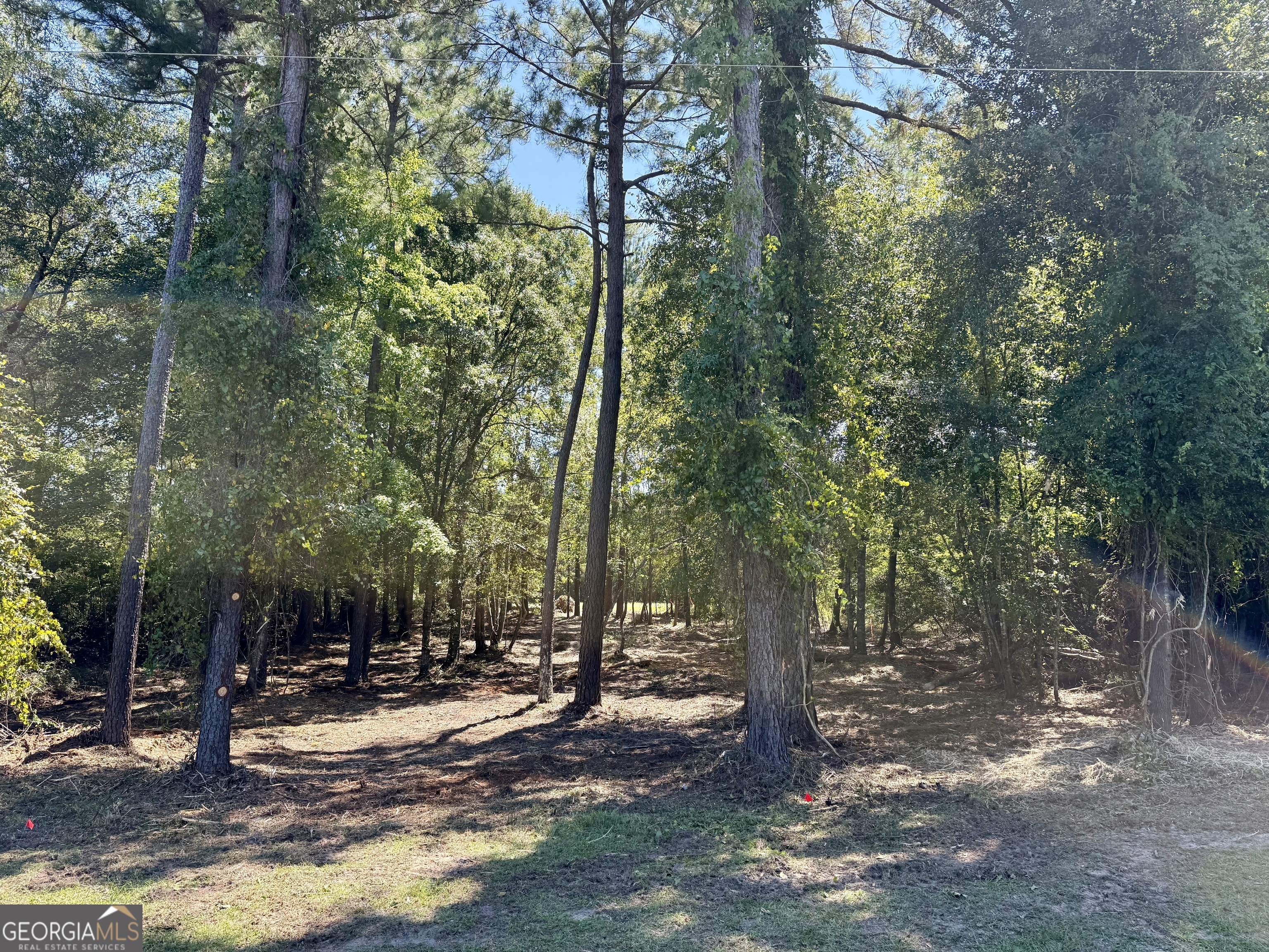 0 Friendship Road Sylvania, GA 30467 - Photo 2 of 10 a view of a tree in a yard