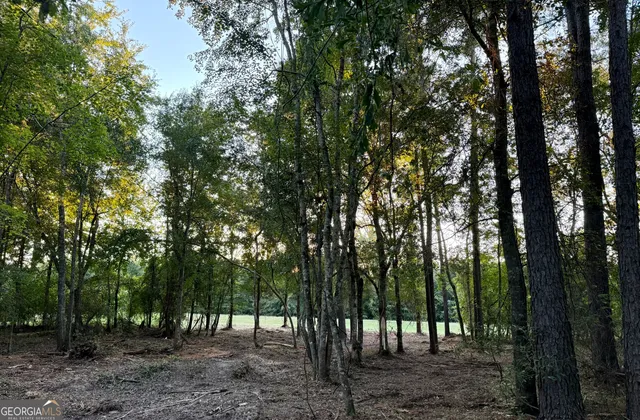 a view of a forest with trees in the background