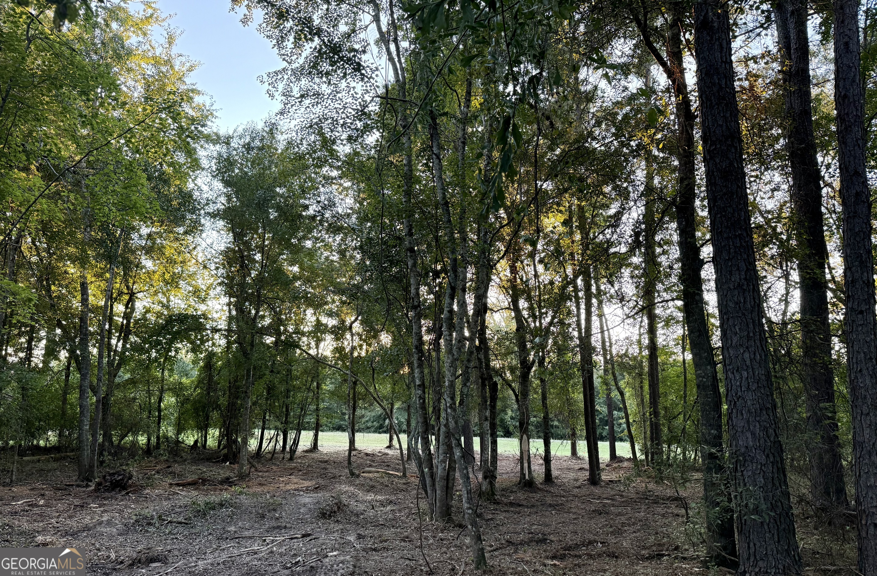 0 Friendship Road Sylvania, GA 30467 - Photo 9 of 10 a view of a forest with trees in the background
