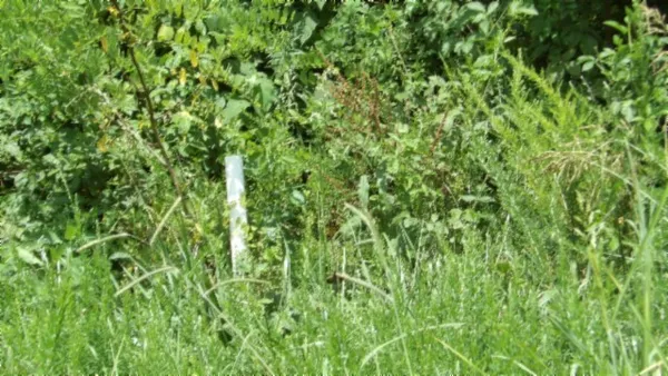 a view of a lush green space