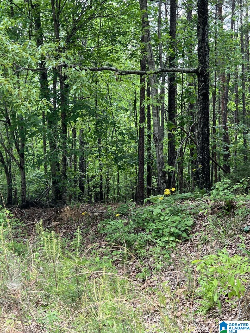 Sunhill Drive Remlap, AL 35133 - Photo 2 of 7