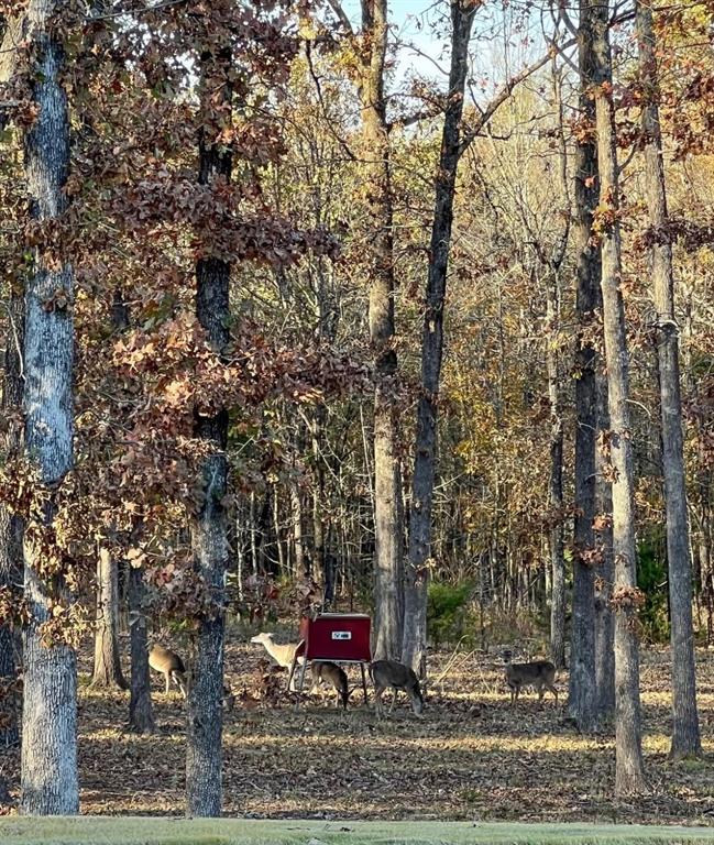 545 County Road Paris, TX 75462 - Photo 36 of 40 a view of a outdoor space