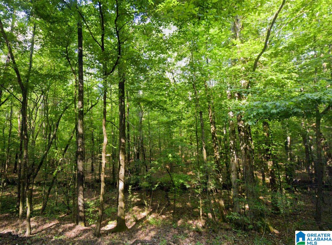 0 Old Tuscaloosa Road Jasper, AL 35501 - Photo 10 of 12
