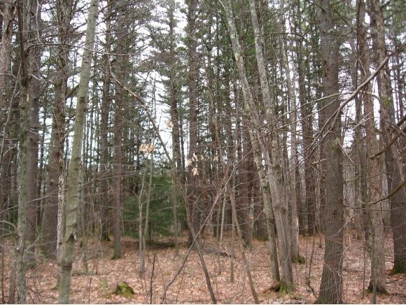 Lot 52 Chase Road South Hampton, NH 03827 - Photo 1 of 1