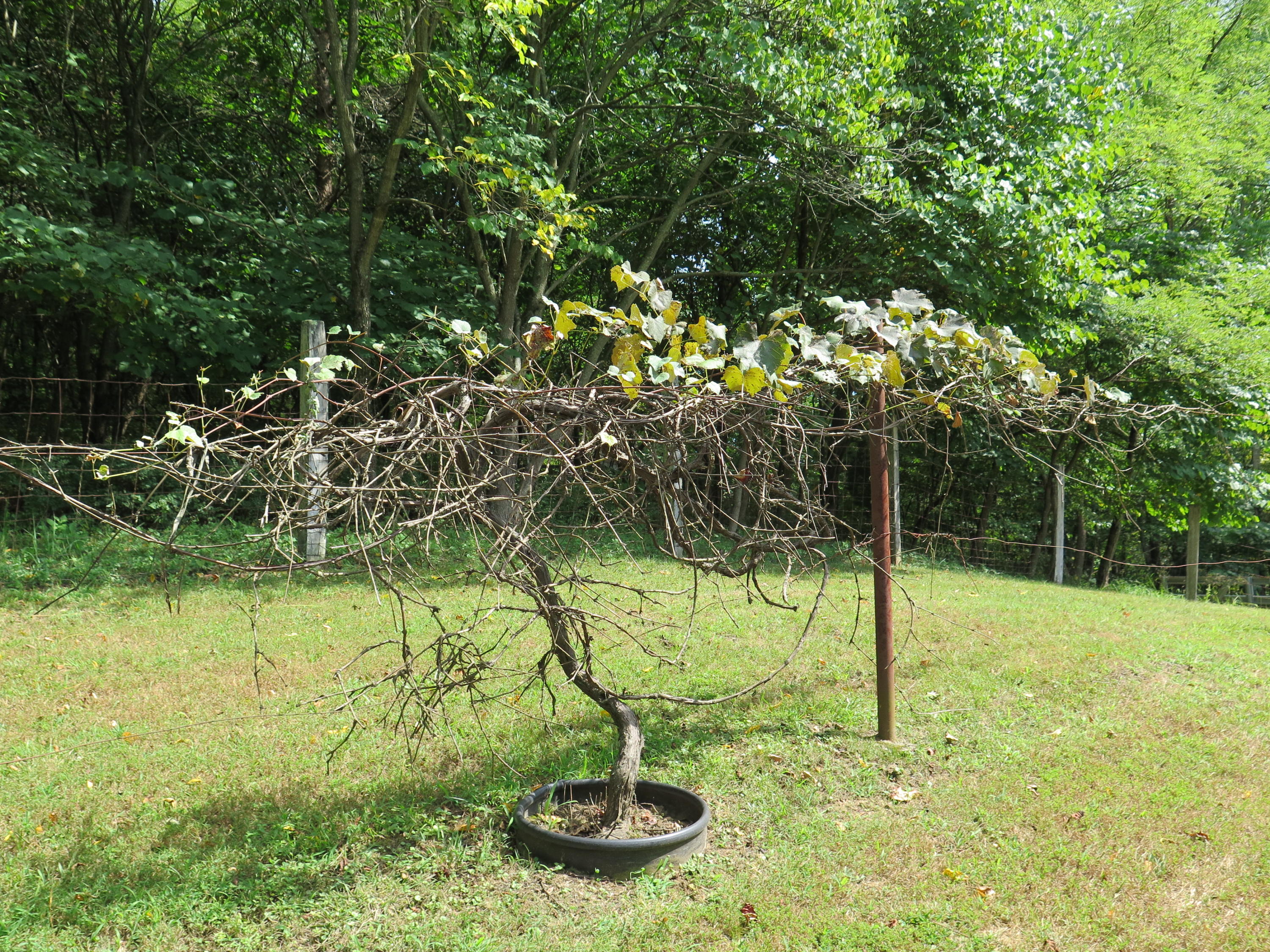 2315 Rutrough Road Southeast Roanoke, VA 24014 - Photo 28 of 38 a backyard of a house with lots of green space