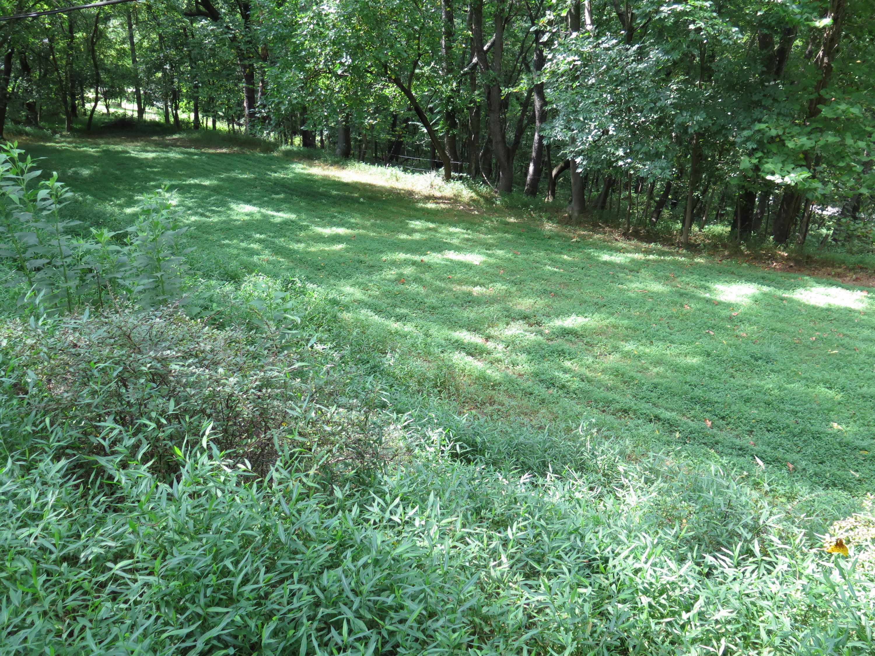 2315 Rutrough Road Southeast Roanoke, VA 24014 - Photo 35 of 38 a view of outdoor space with green field and trees all around