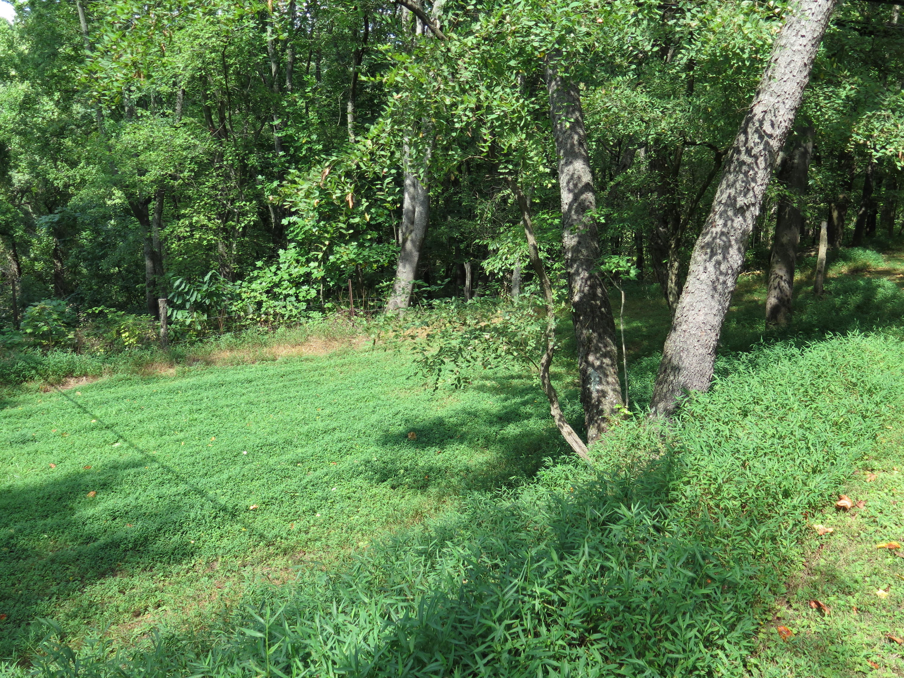2315 Rutrough Road Southeast Roanoke, VA 24014 - Photo 36 of 38 a view of a lush green space
