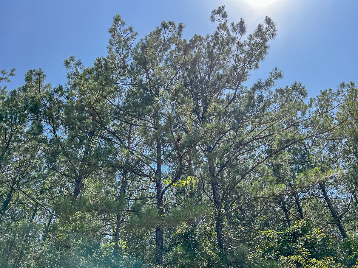 16 Joskey Dykes Road Zavalla, TX 75980 - Photo 11 of 13 an outdoor space with lots of trees