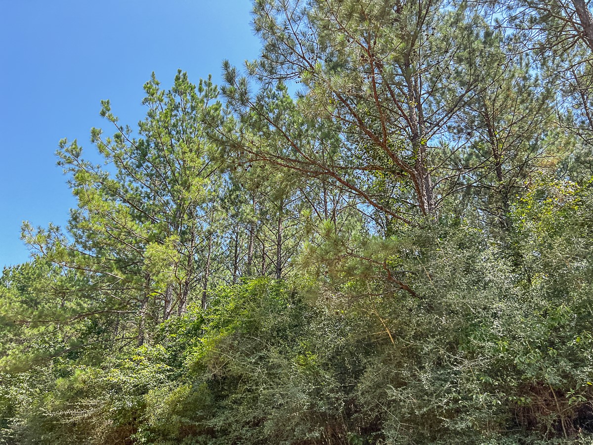 16 Joskey Dykes Road Zavalla, TX 75980 - Photo 6 of 13 a view of a yard with plants and tree