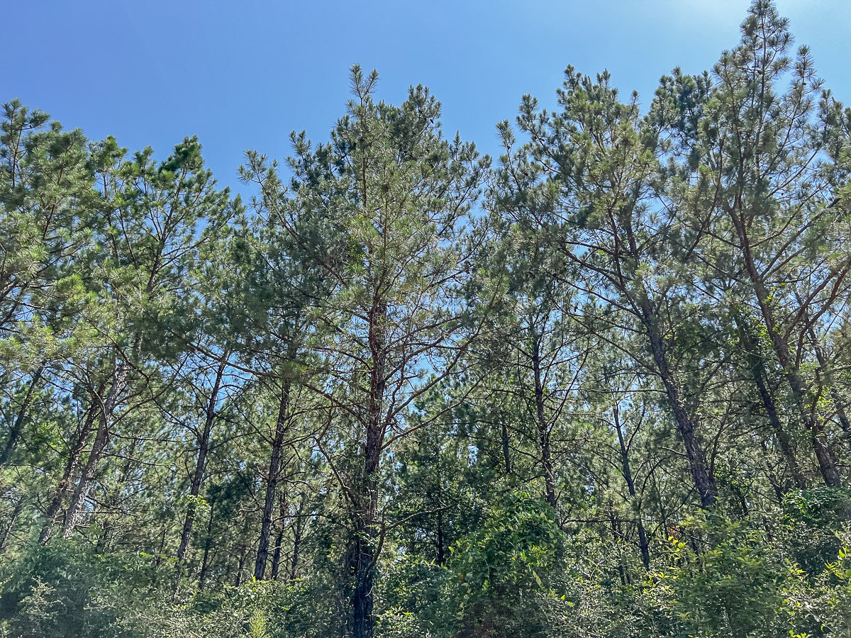 16 Joskey Dykes Road Zavalla, TX 75980 - Photo 7 of 13 an outdoor space with lots of trees