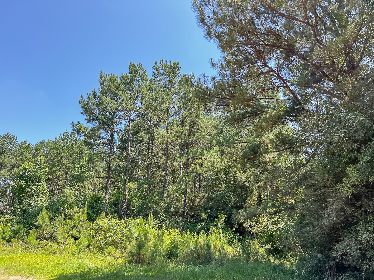 16 Joskey Dykes Road Zavalla, TX 75980 - Photo 8 of 13 a view of a yard with large trees