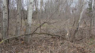 Olmstead Road, Unit 1 Ionia, MI 48846 - Photo 1 of 1 Primary Photo