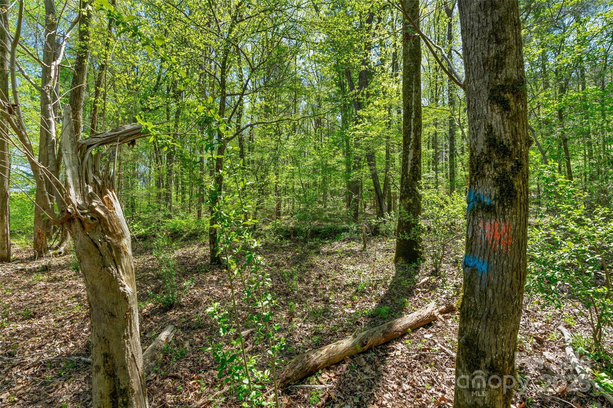 0 Hopewell Church Road Blackstock, SC 29014 - Photo 37 of 45 Gallery Image 37