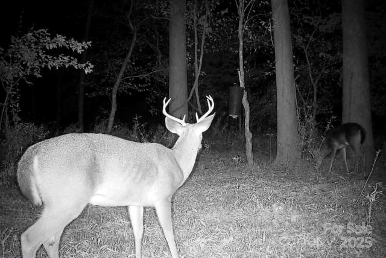 0 Hopewell Church Road Blackstock, SC 29014 - Photo 39 of 45 Gallery Image 39