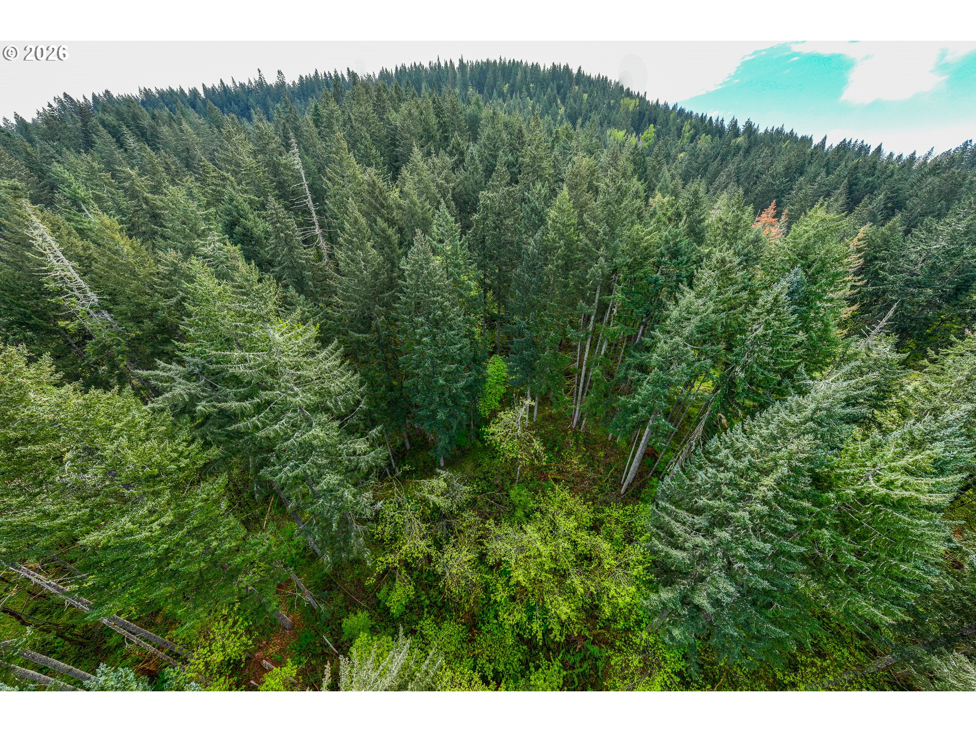 71st Street Springfield, OR 97478 - Photo 5 of 11 a view of a lush green forest with trees in the background