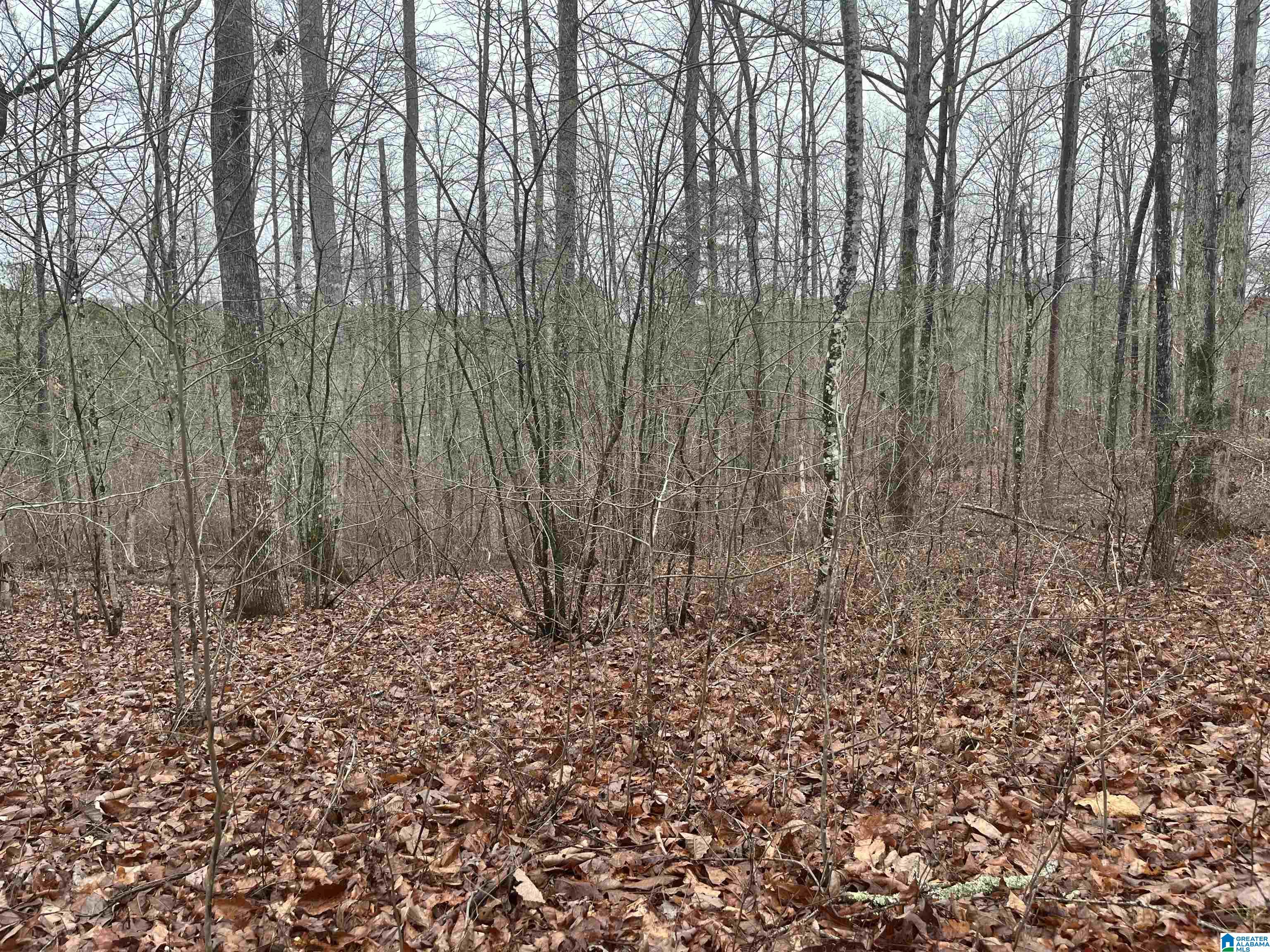Lot 5 Little Dismal Road, Unit 5 Arley, AL 35541 - Photo 8 of 12