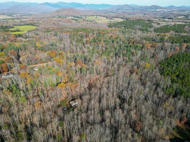 a view of a lush green forest with lush green forest