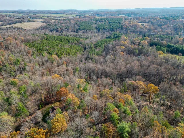 a view of a forest with a forest