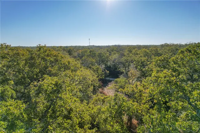 a view of a forest with trees in the background