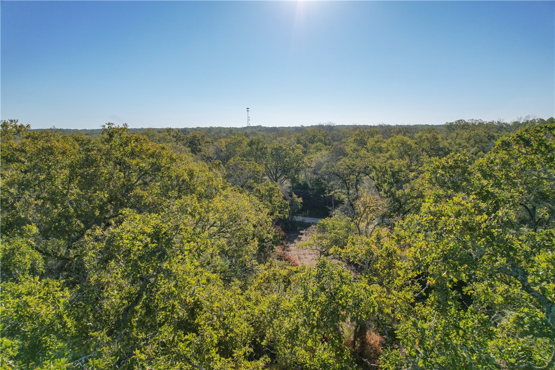 3 Jones Road College Station, TX 77845 - Photo 11 of 24 a view of a forest with trees in the background