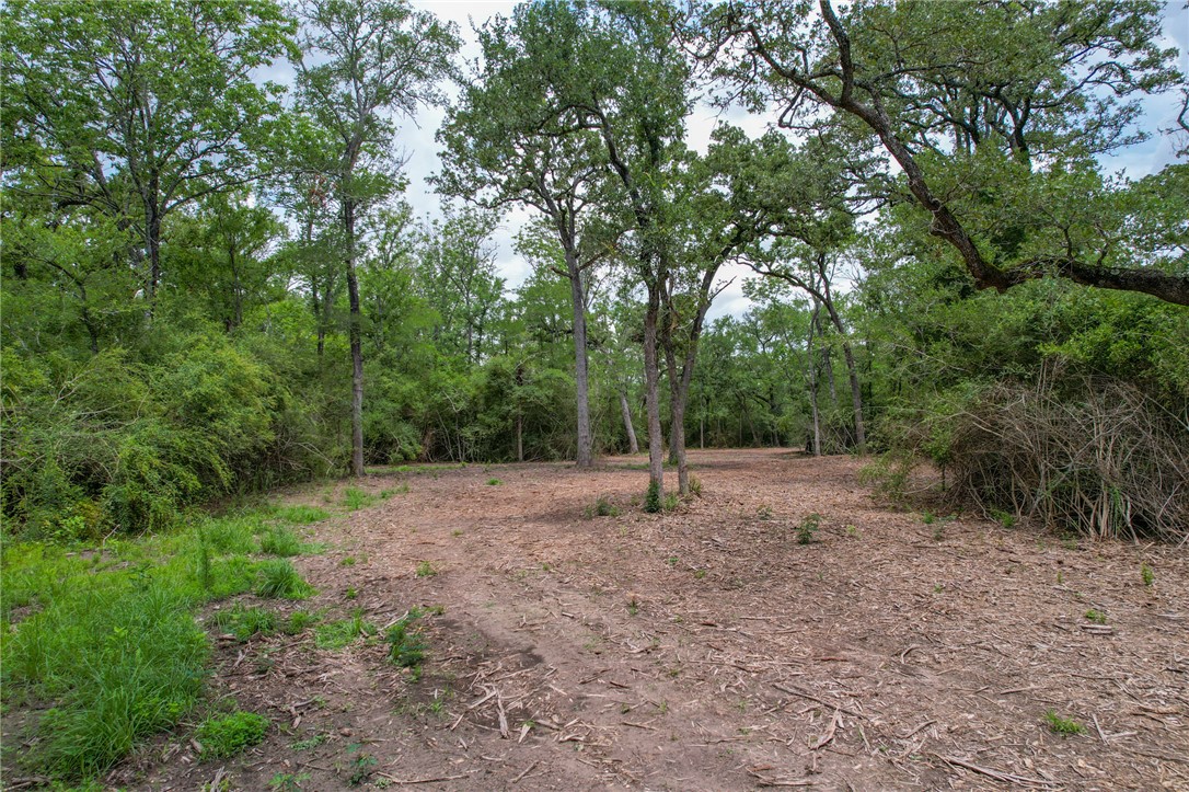 3 Jones Road College Station, TX 77845 - Photo 14 of 24 a view of a forest with trees in the background