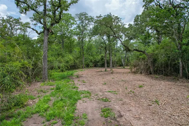 a view of a forest with trees in the background
