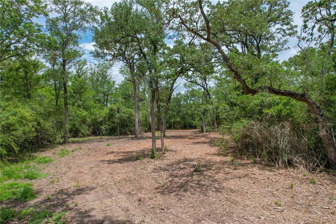 3 Jones Road College Station, TX 77845 - Photo 18 of 24 a view of a forest with trees in the background