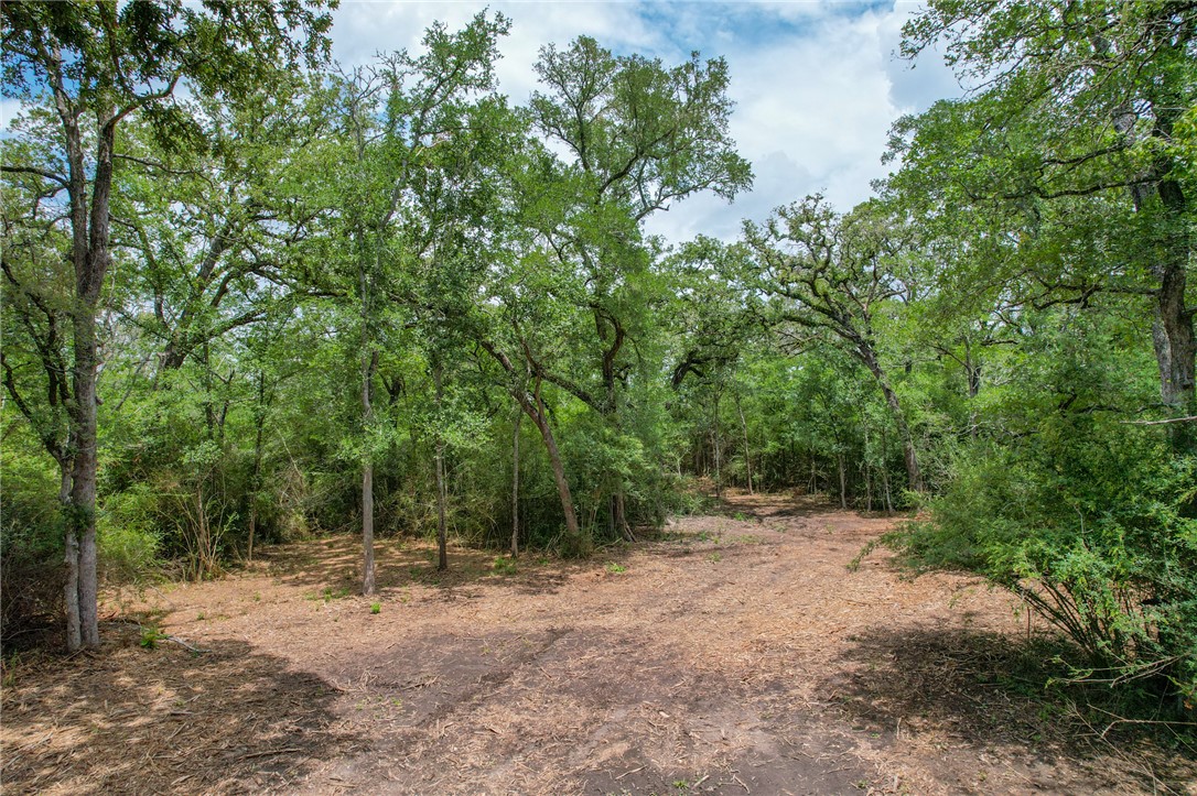 3 Jones Road College Station, TX 77845 - Photo 19 of 24 a view of a forest with trees in the background