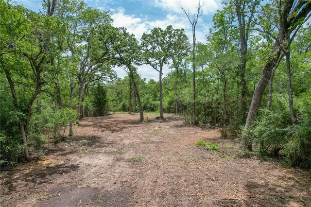 a view of a forest with trees in the background